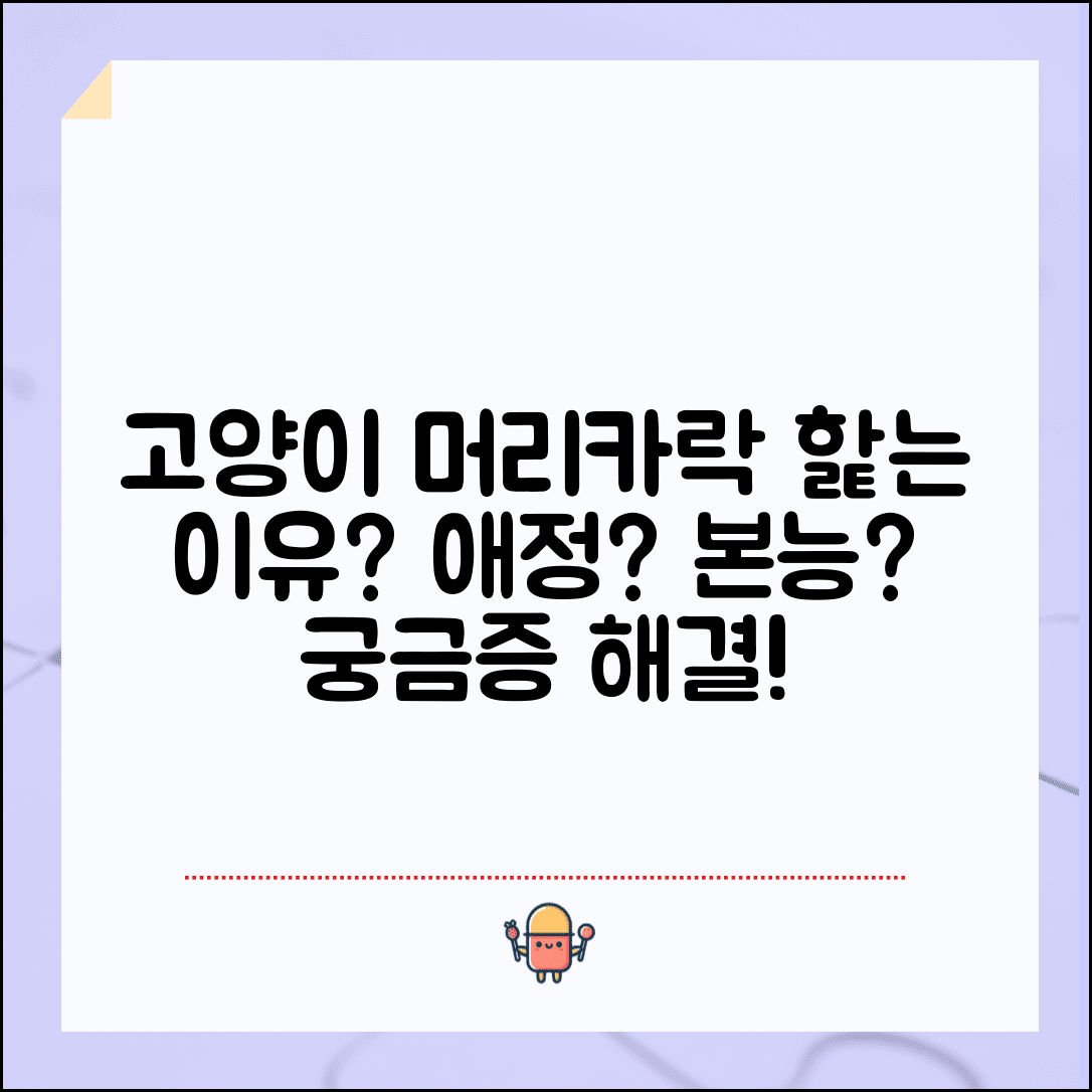 고양이가 사람 머리카락 핥는 이유가 뭔가요 | 고양이 핥기 | 그루밍 본능 | 애정표현